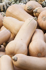 Image showing Butternut Butternuss cucurbita pumpkin pumpkins from autumn harv