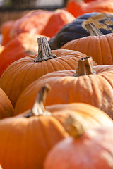 Image showing Different maxima and pepo cucurbita pumpkin pumpkins from autumn