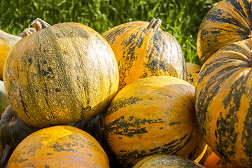 Image showing Oil Lady Godiva cucurbita pumpkin pumpkins from autumn harvest 