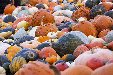 Image showing Different maxima and pepo cucurbita pumpkin pumpkins from autumn