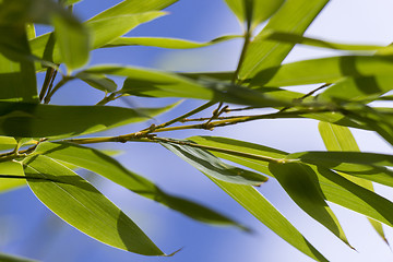 Image showing Close Up of Green Plant Against Cloudy Blue Sky