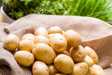 Image showing Farm fresh  potatoes on a hessian sack