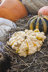 Image showing Different maxima and pepo cucurbita pumpkin pumpkins from autumn