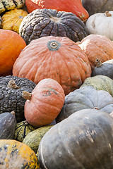 Image showing Different maxima and pepo cucurbita pumpkin pumpkins from autumn