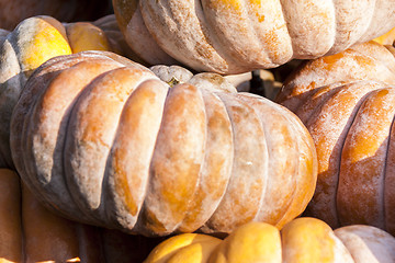 Image showing Muscade de Provence cucurbita pumpkin pumpkins from autumn harve