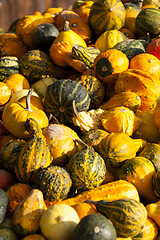 Image showing decoration mini pumpkin cucurbita pumpkin pumpkins from autumn h