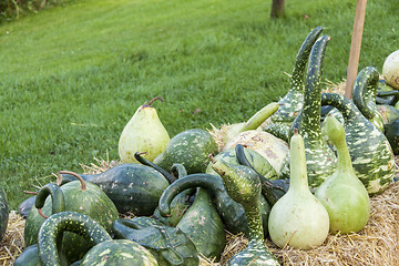 Image showing Kalebassenkürbirs cucurbita pumpkin pumpkins from autumn harves