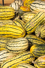 Image showing Delicata sweet Potato cucurbita pumpkin pumpkins from autumn har