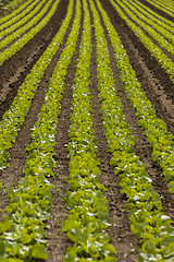 Image showing green cabbage plant field outdoor in summer