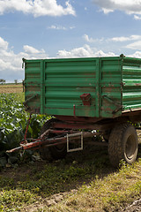 Image showing Harvesting fresh cabbages in the field