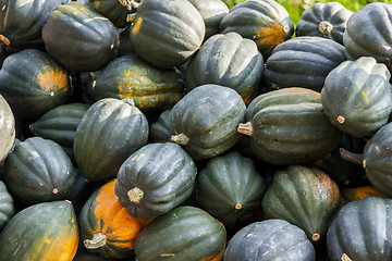 Image showing Mesa Queen Eichelkürbis Winterhorn cucurbita pumpkin pumpkins f