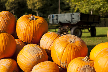 Image showing Halloween big Halloween cucurbita pumpkin pumpkins from autumn h