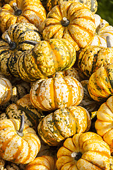 Image showing Sweet Lightning Microwave cucurbita pumpkin pumpkins from autumn