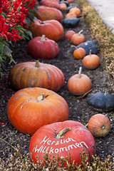 Image showing Herzlich willkommen, cucurbita pumpkin pumpkins from autumn harv