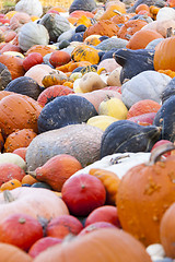 Image showing Different maxima and pepo cucurbita pumpkin pumpkins from autumn