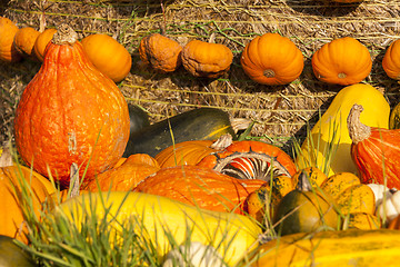 Image showing Different maxima and pepo cucurbita pumpkin pumpkins from autumn