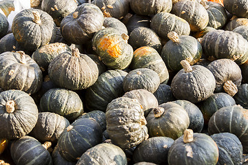 Image showing Green Grüner Hokkaido cucurbita pumpkin pumpkins from autumn ha