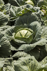 Image showing green cabbage plant field outdoor in summer