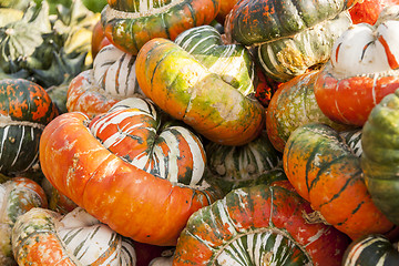 Image showing Bischofsmütze Turk Turban cucurbita pumpkin pumpkins from autum