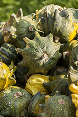 Image showing Krönli Teufelskralle devils cucurbita pumpkin pumpkins from aut