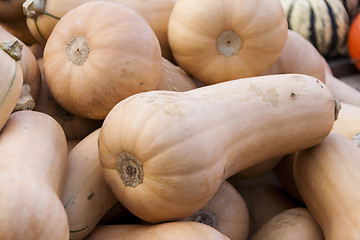 Image showing Butternut Butternuss cucurbita pumpkin pumpkins from autumn harv