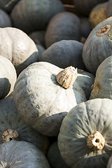 Image showing Blue blauer Hokkaido cucurbita pumpkin pumpkins from autumn harv