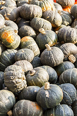 Image showing Green Grüner Hokkaido cucurbita pumpkin pumpkins from autumn ha