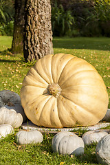 Image showing Cucurbita Maxima Giant Pumpkin cucurbita pumpkin pumpkins from a