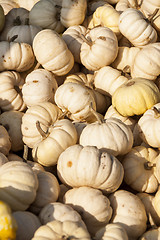 Image showing Baby Boo White Mandarin cucurbita pumpkin pumpkins from autumn h