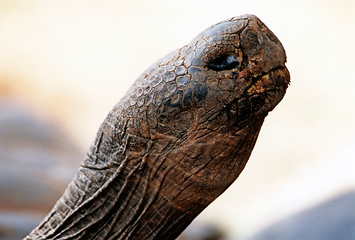 Image showing Tortoise