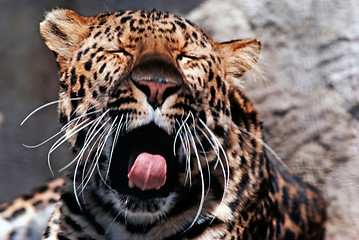 Image showing Leopard