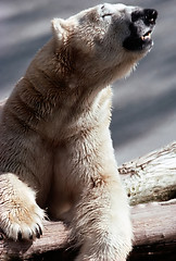 Image showing Polar bear