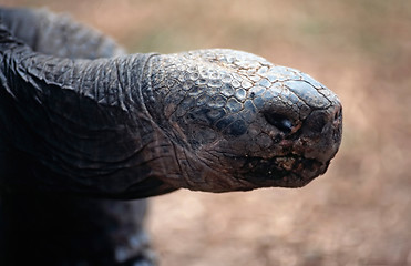 Image showing Tortoise