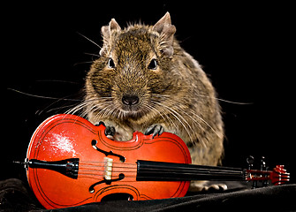 Image showing small rodent with cello