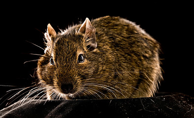 Image showing small rodent