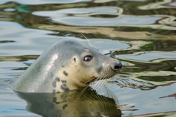 Image showing Seal