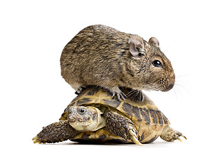 Image showing small rodent on turtle