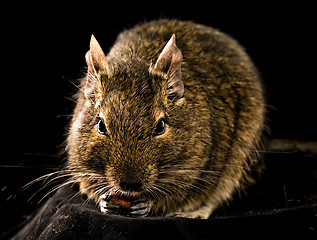 Image showing small chewing rodent