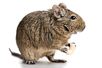 Image showing small rodent stands profile with food in paws