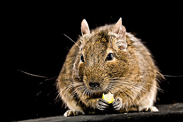 Image showing small rodent with piece of food in paws