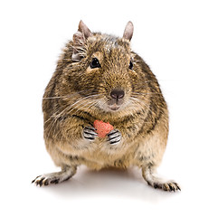 Image showing small rodent with food in paws