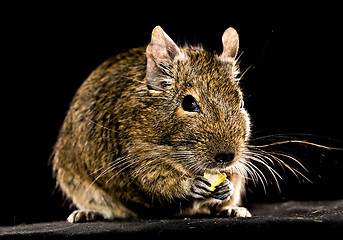 Image showing small rodent chewing food