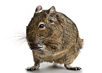 Image showing small rodent stands with food in paws