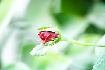 Image showing Flower