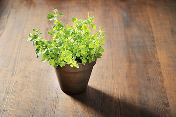 Image showing Oregano