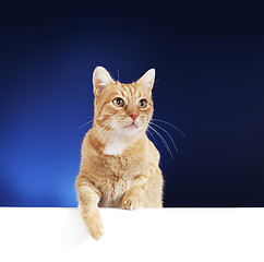 Image showing Ginger Cat