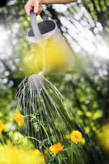 Image showing Summer Gardening