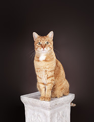 Image showing Cat sitting on a column