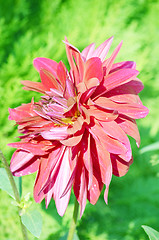 Image showing Flower