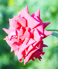 Image showing Flower